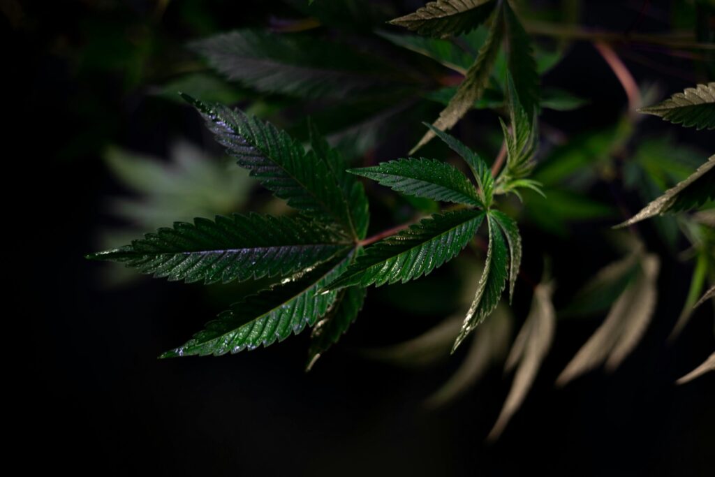 Fleur de CBD puissante – extrait naturel à effet fort